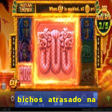 bichos atrasado na loteria dos sonhos